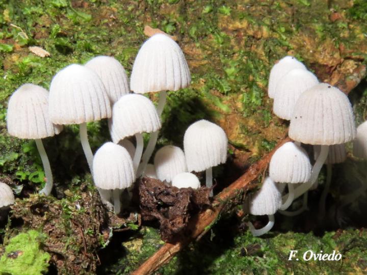 Coprinellus disseminatus