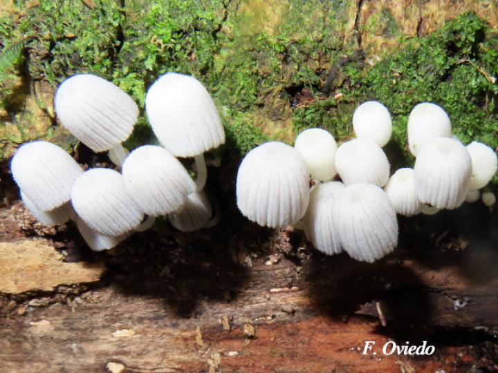 Coprinellus disseminatus