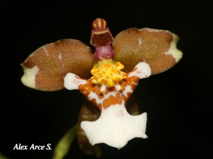 Cyrtochiloides ochmatochila (LLuvia de oro)