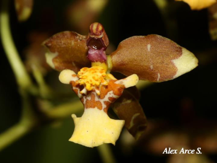 Cyrtochiloides ochmatochila (LLuvia de oro)