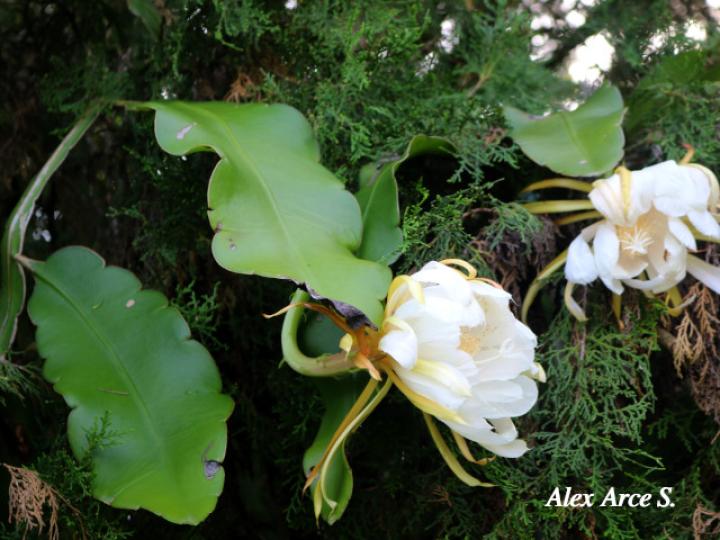 Epiphyllum thomasianum