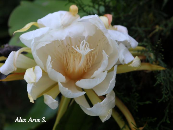 Epiphyllum thomasianum
