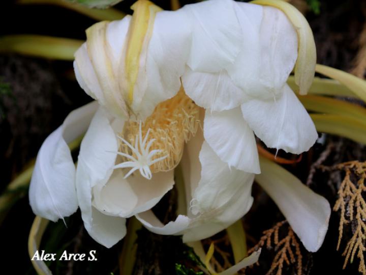 Epiphyllum thomasianum