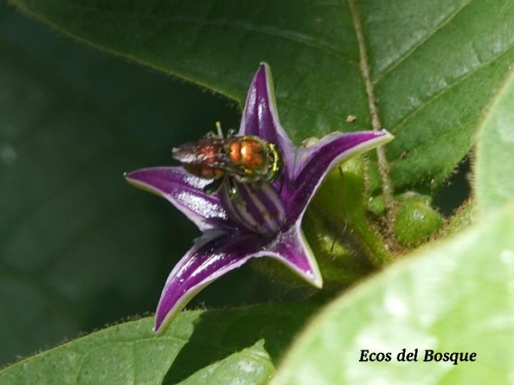 Lycianthes santaeclarae