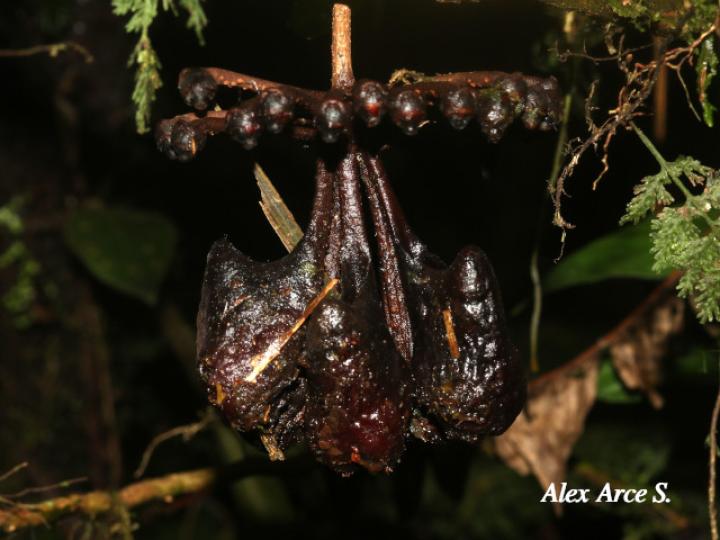 Marcgravia nepenthoides