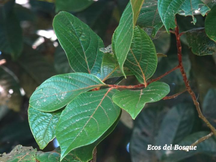 Nectandra reticulata (Aguacatillo)