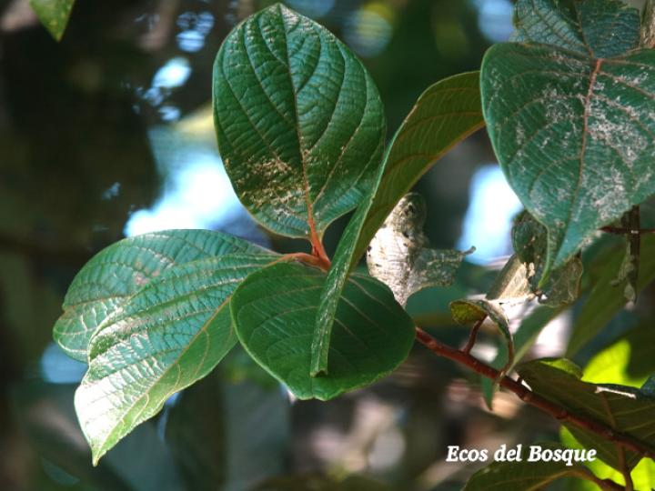 Nectandra reticulata (Aguacatillo)