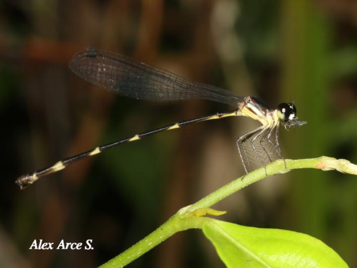 Palaemnema nathalia (Caballito de sombra de Nathalia)