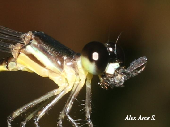 Palaemnema nathalia (Caballito de sombra de Nathalia)