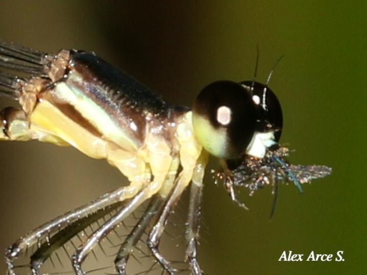 Palaemnema nathalia (Caballito de sombra de Nathalia)