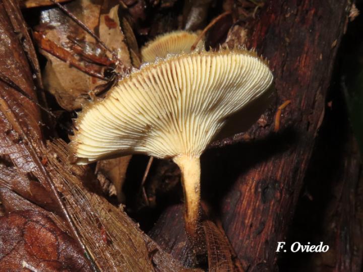 Panus strigellus