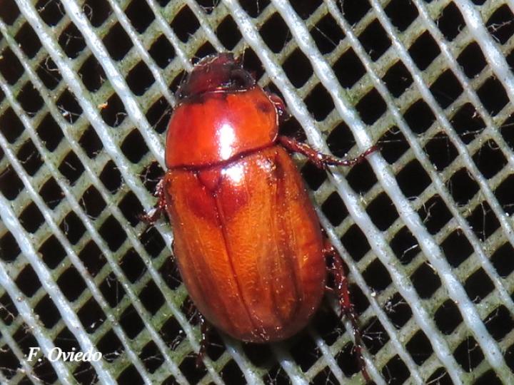 Phyllophaga citrina (Jogoto)