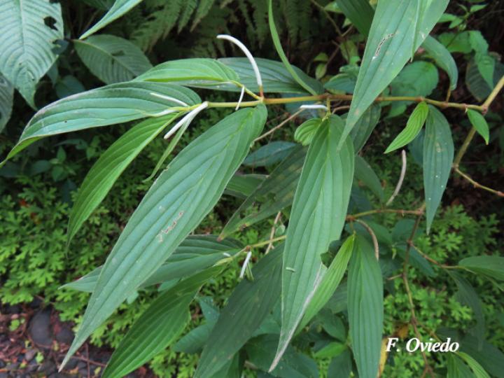 Piper friedrichsthalii