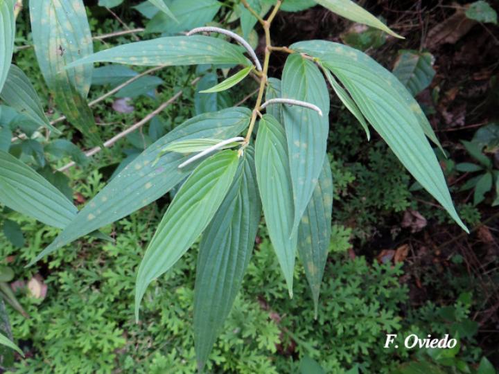 Piper friedrichsthalii