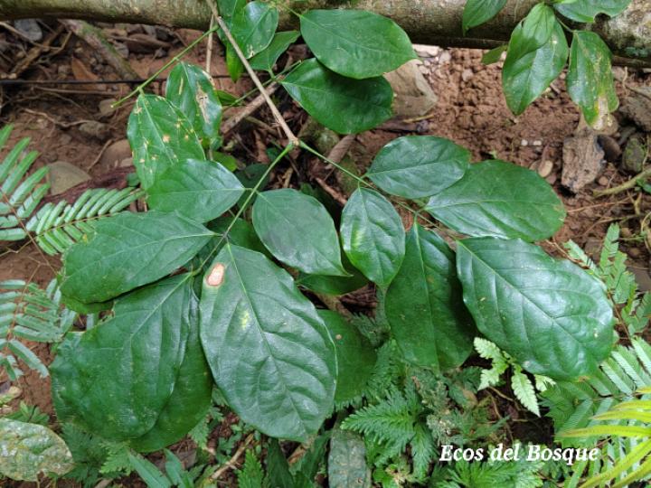 Platymiscium pinnatum (Cachimbo, cristobal)