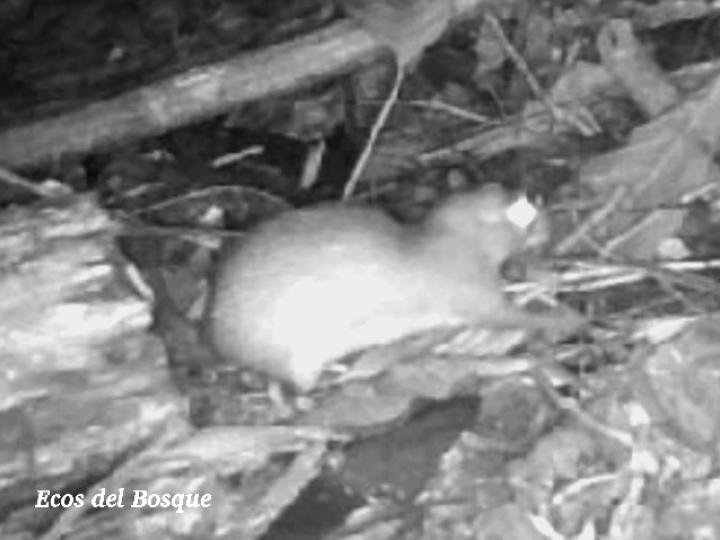 Proechimys semispinosus (Rata espinosa)
