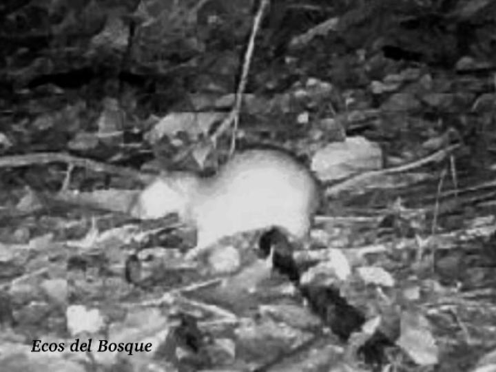 Proechimys semispinosus (Rata espinosa)