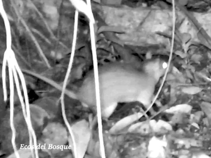 Proechimys semispinosus (Rata espinosa)