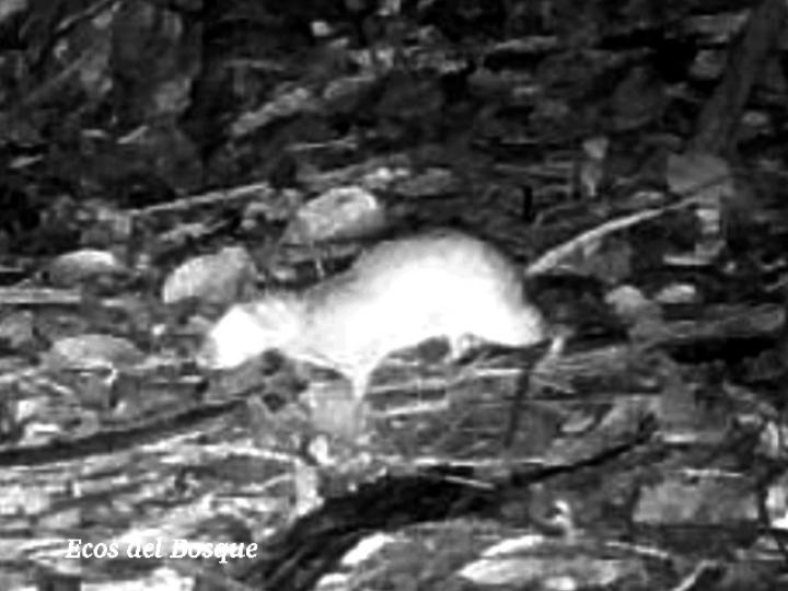 Proechimys semispinosus (Rata espinosa)