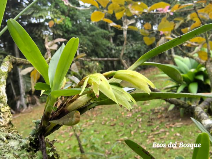 Rhetinantha aciantha