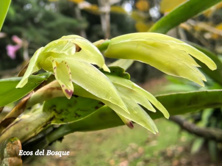 Rhetinantha aciantha