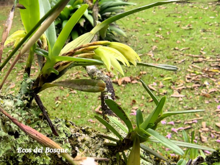 Rhetinantha aciantha