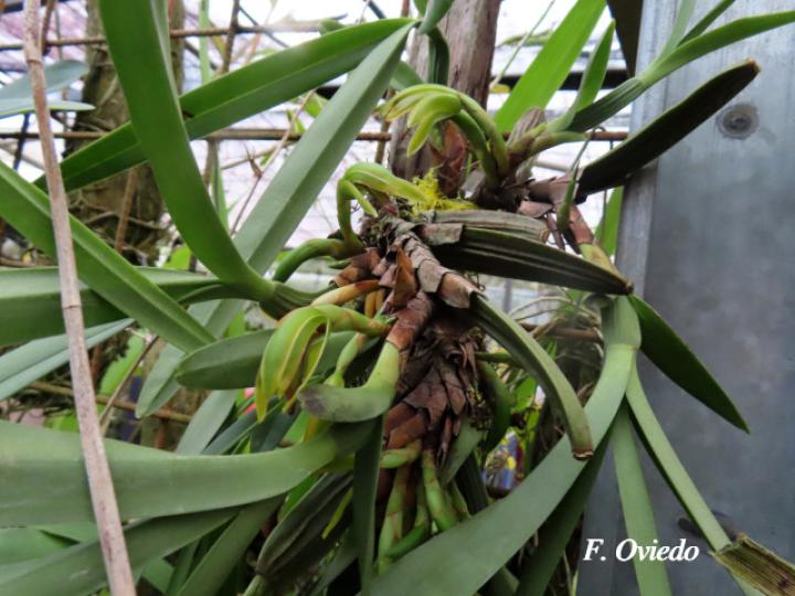 Rhetinantha aciantha