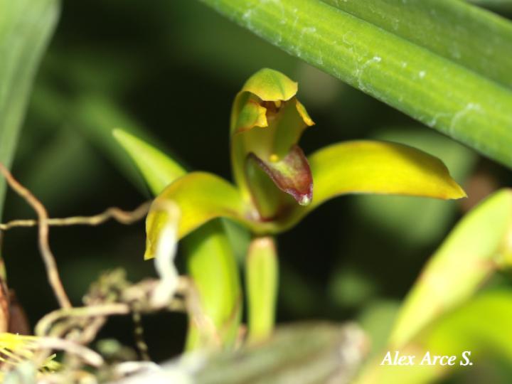 Rhetinantha aciantha