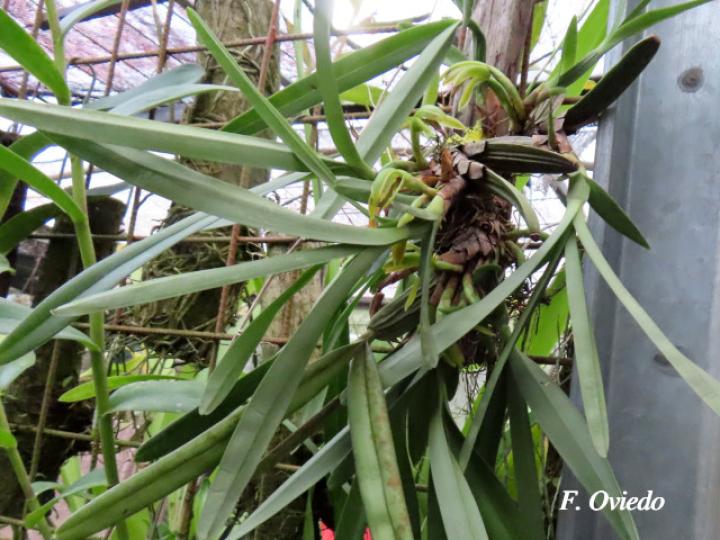 Rhetinantha aciantha