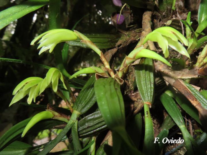 Rhetinantha friedrichsthalii