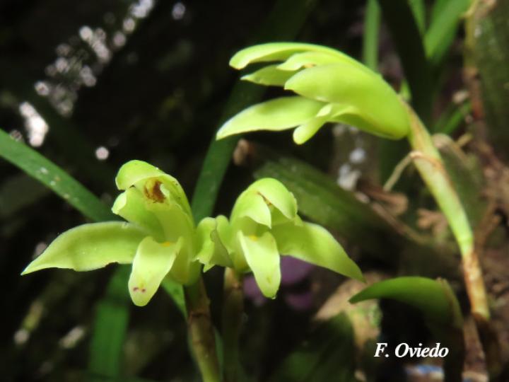 Rhetinantha friedrichsthalii