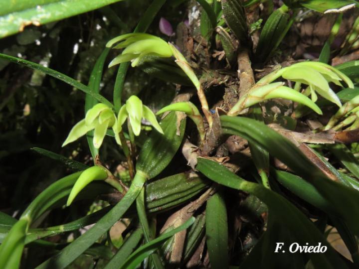 Rhetinantha friedrichsthalii