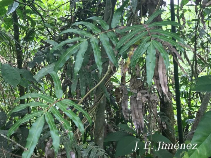 Salpichlaena volubilis