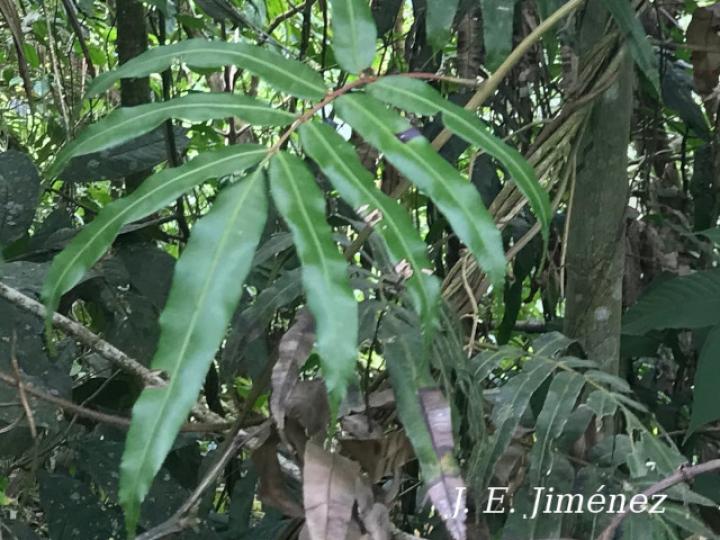 Salpichlaena volubilis