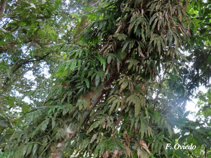 Salpichlaena volubilis