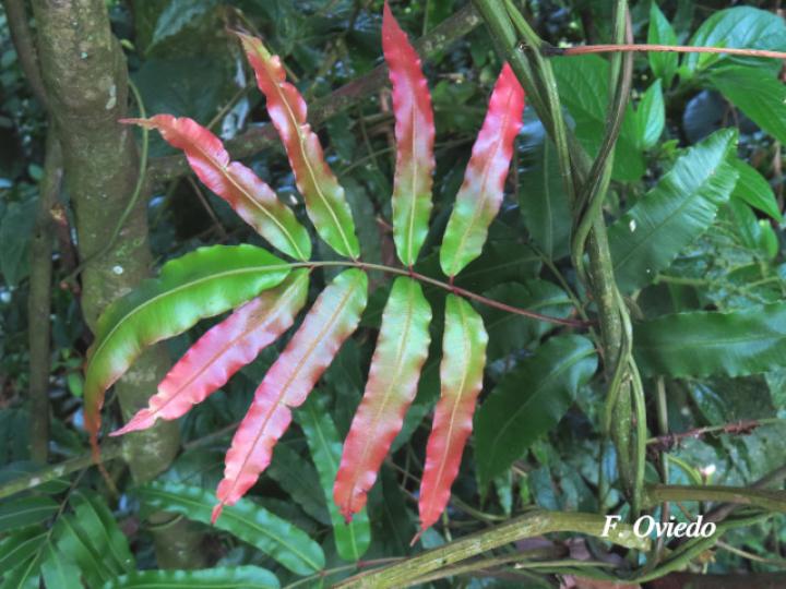 Salpichlaena volubilis