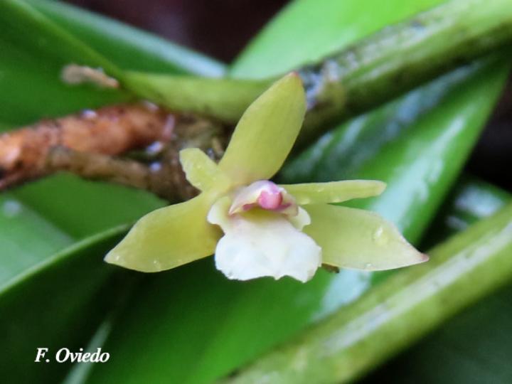 Scaphyglottis bilineata