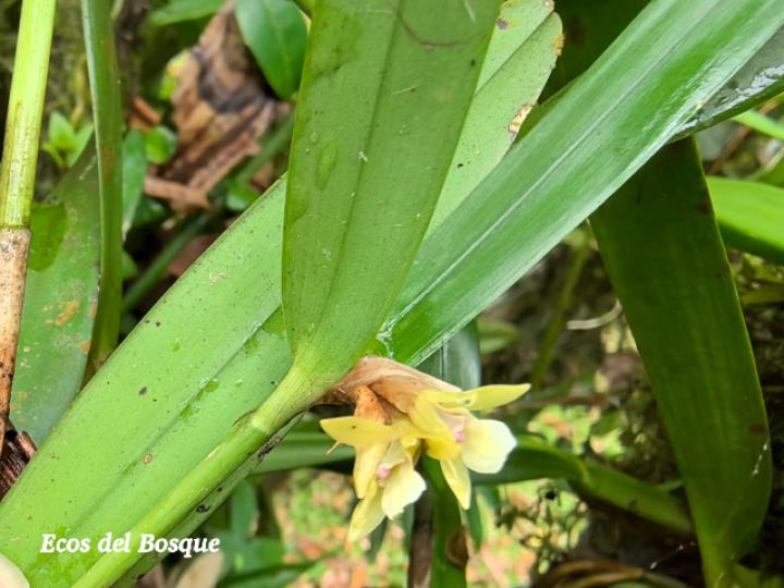 Scaphyglottis bilineata