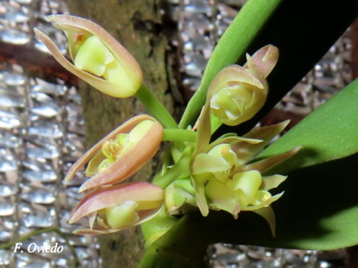 Scaphyglottis lindeniana