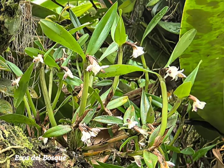 Scaphyglottis prolifera