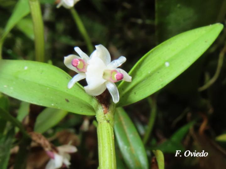 Scaphyglottis prolifera