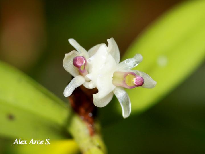 Scaphyglottis prolifera