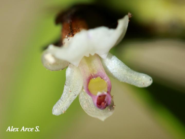 Scaphyglottis prolifera