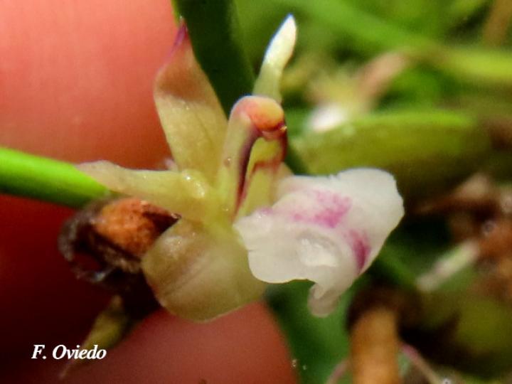 Scaphyglottis subulata