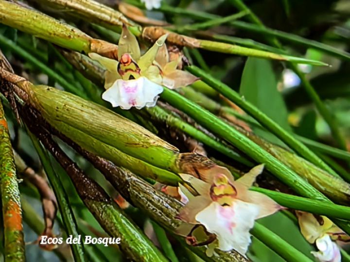 Scaphyglottis subulata