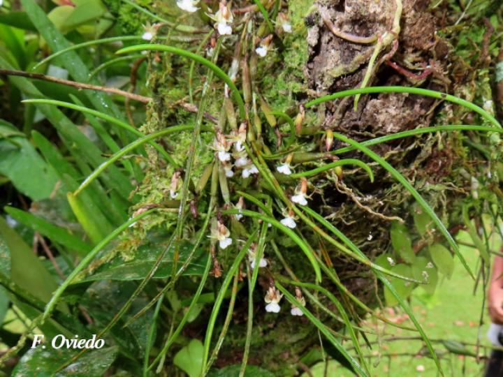 Scaphyglottis subulata