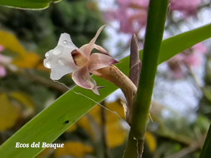 Scaphyglottis subulata