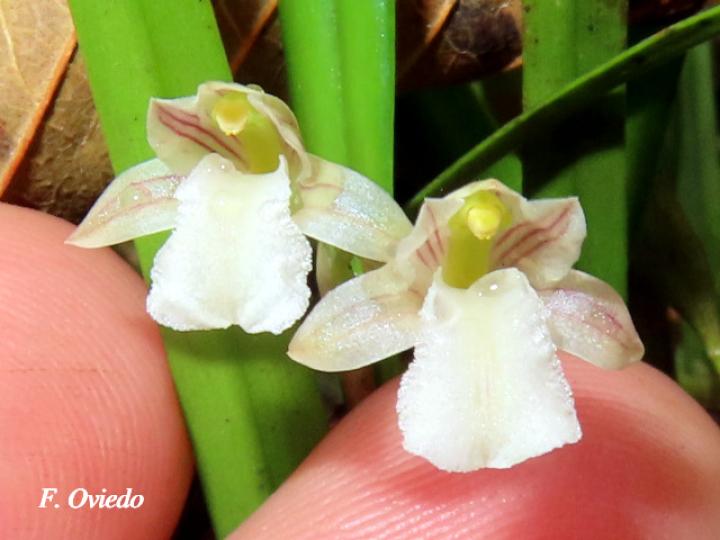 Scaphyglottis tenella
