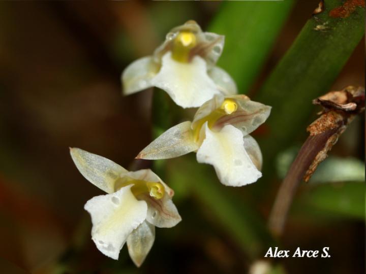 Scaphyglottis tenella