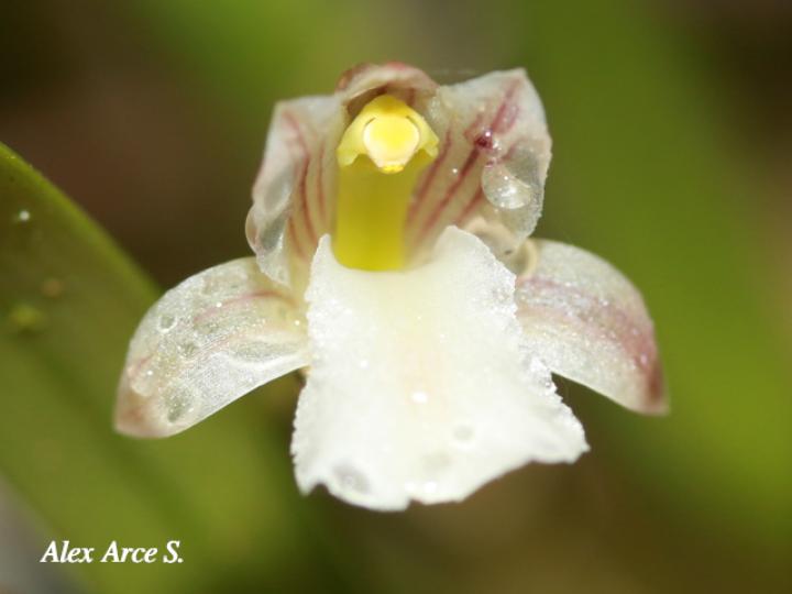 Scaphyglottis tenella